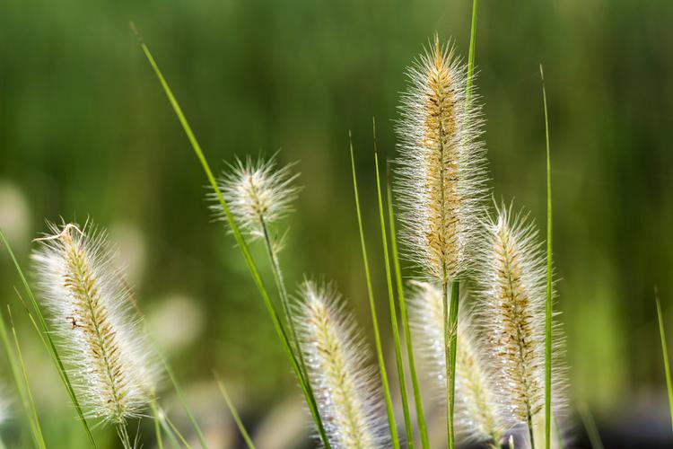 小草1024安卓客户端