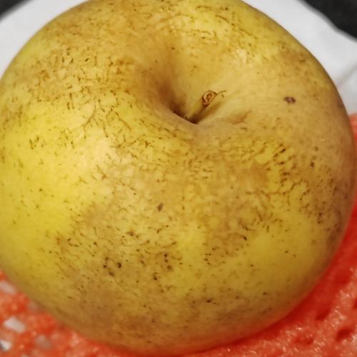 苹果拍出来的照片是反的