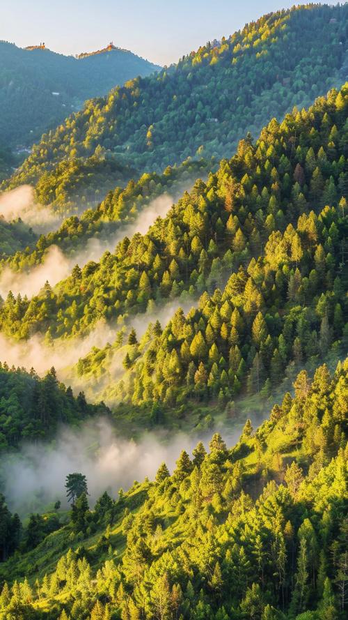 森林下载手机版下载游戏