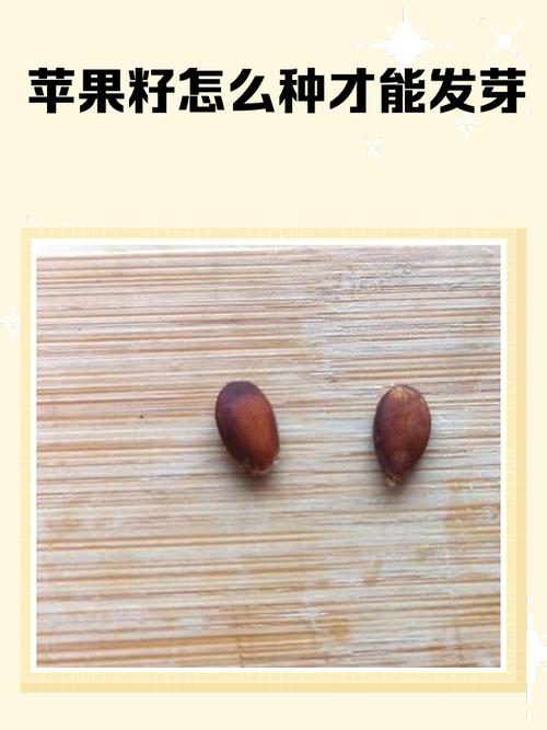 苹果籽能种成苹果树吗