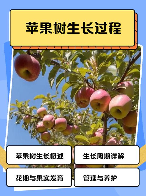 苹果籽能种成苹果树吗