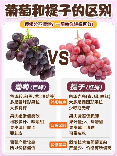 提子和苹果能一起吃吗