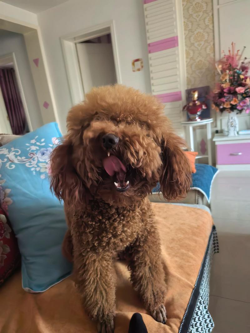 泰迪狗狗可以吃苹果吗