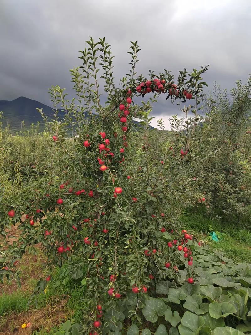 苹果是哪个季节的水果