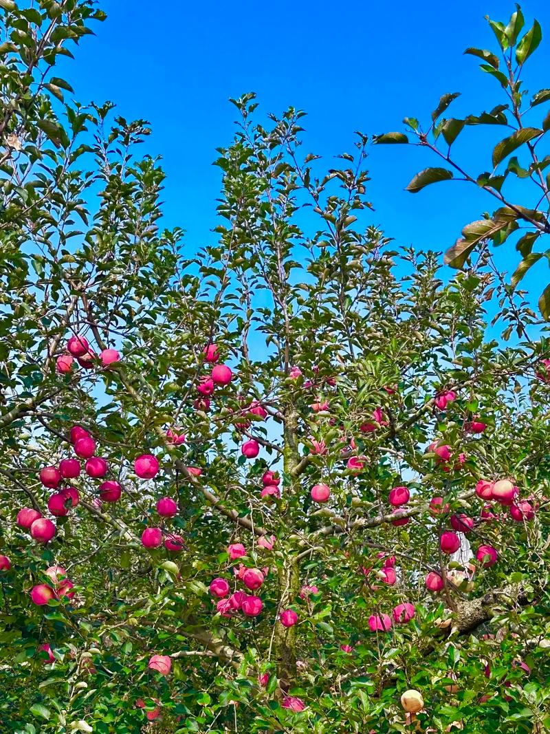 苹果是哪个季节的水果