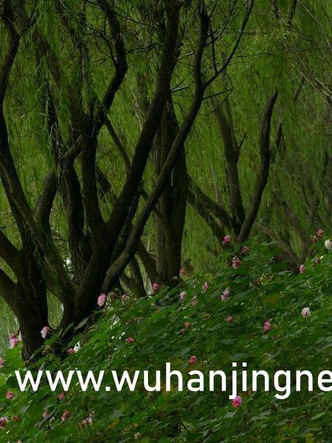 炎龙骑士团3安卓破解